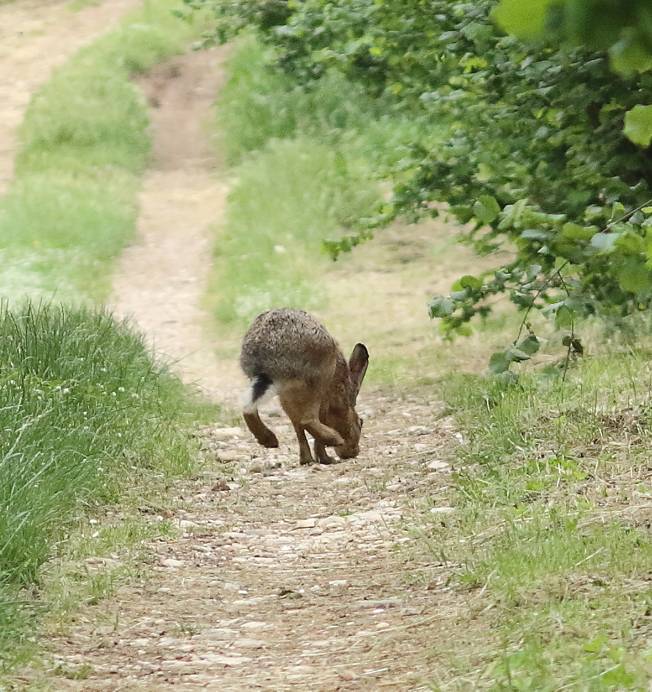 Lepus cosa?