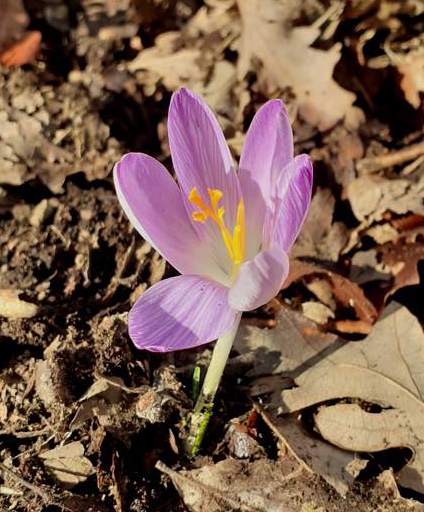 Colchicum bulbocodium? No, Crocus da id.