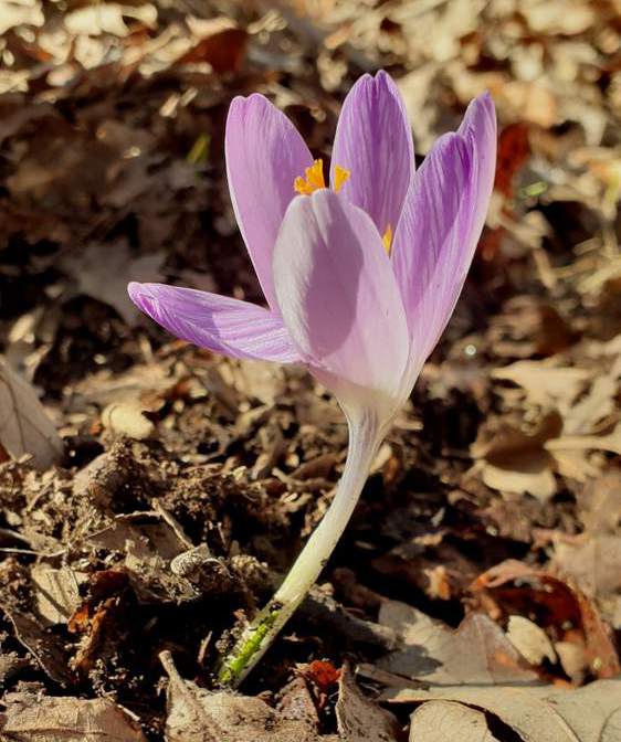 Colchicum bulbocodium? No, Crocus da id.
