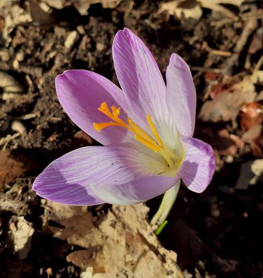 Colchicum bulbocodium? No, Crocus da id.