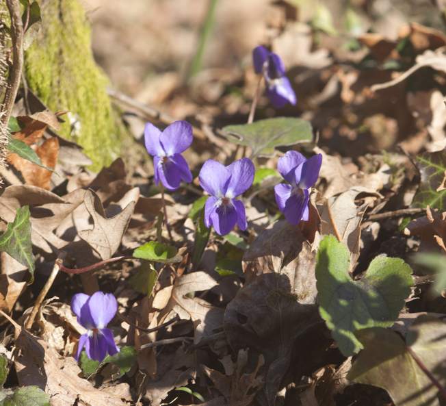 Viola, forse alba:  Viola alba subsp. dehnhardtii