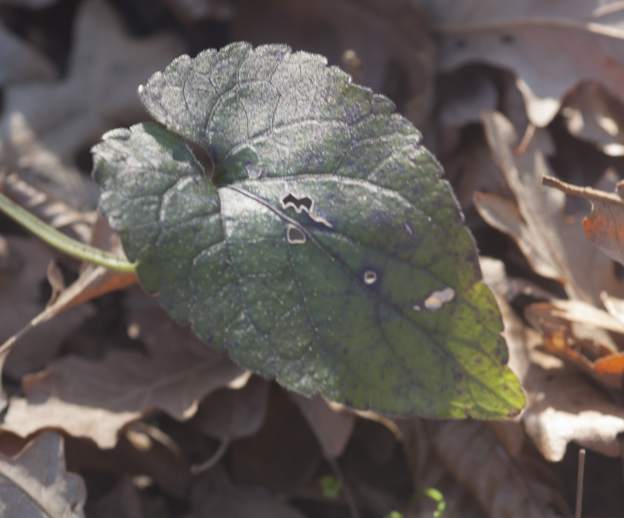 Viola, forse alba:  Viola alba subsp. dehnhardtii