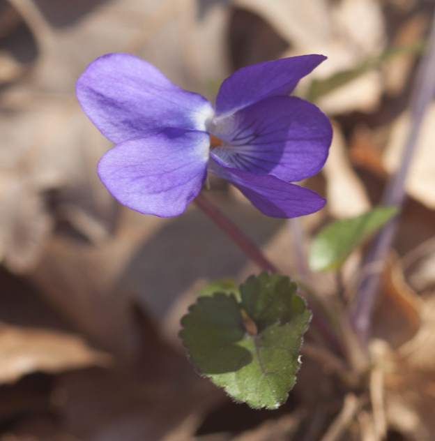 Viola, forse alba:  Viola alba subsp. dehnhardtii