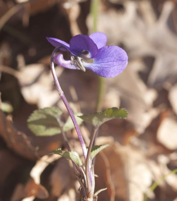 Viola, forse alba:  Viola alba subsp. dehnhardtii