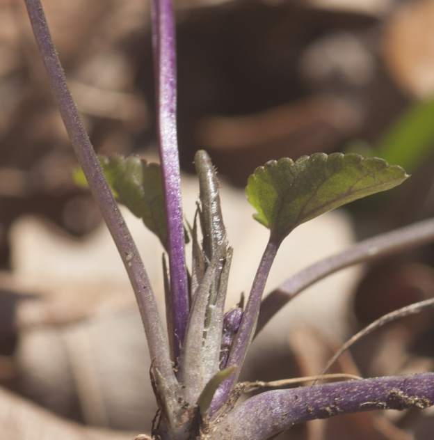 Viola, forse alba:  Viola alba subsp. dehnhardtii