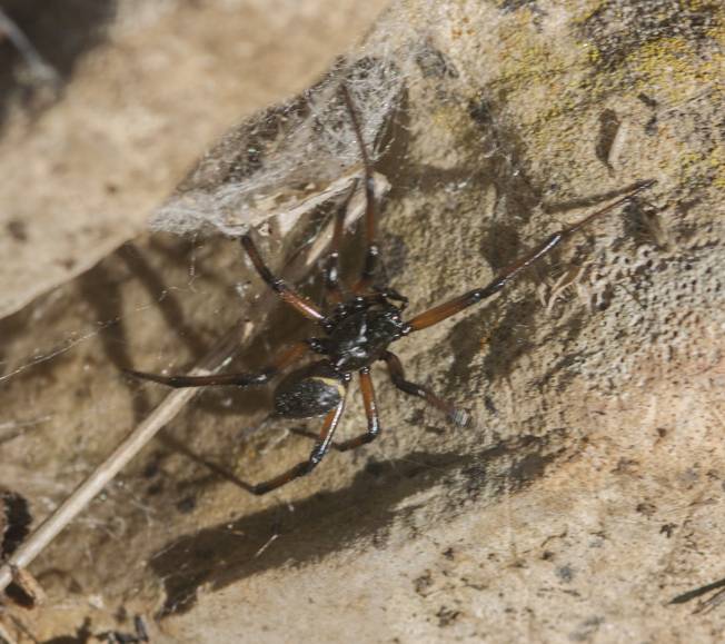 Theridiidae: Steatoda paykulliana, maschio