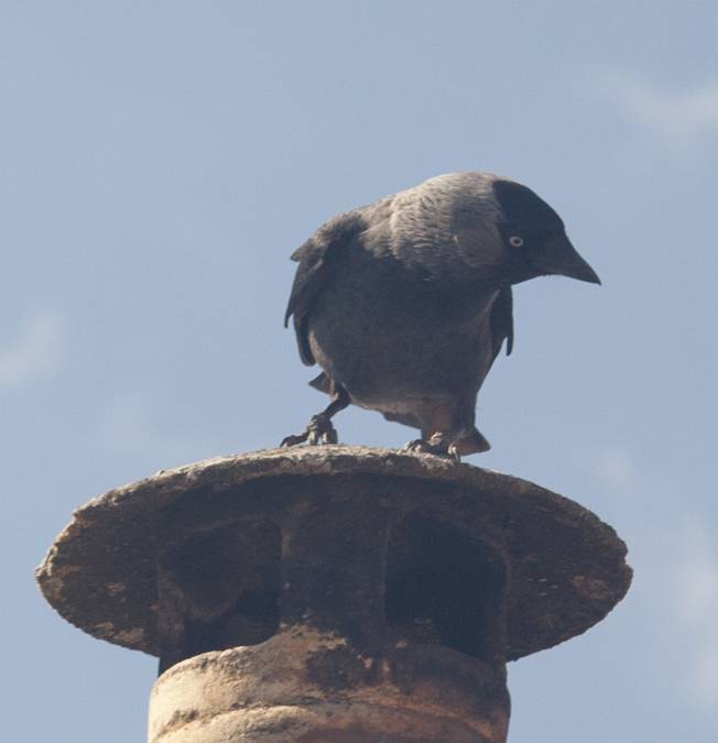 Corvidae: Taccola (Coloeus monedula)