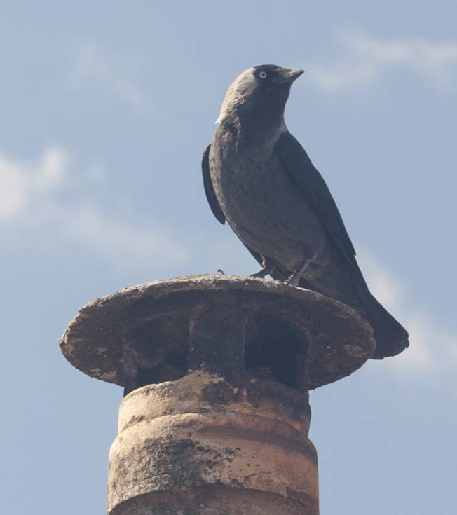 Corvidae: Taccola (Coloeus monedula)