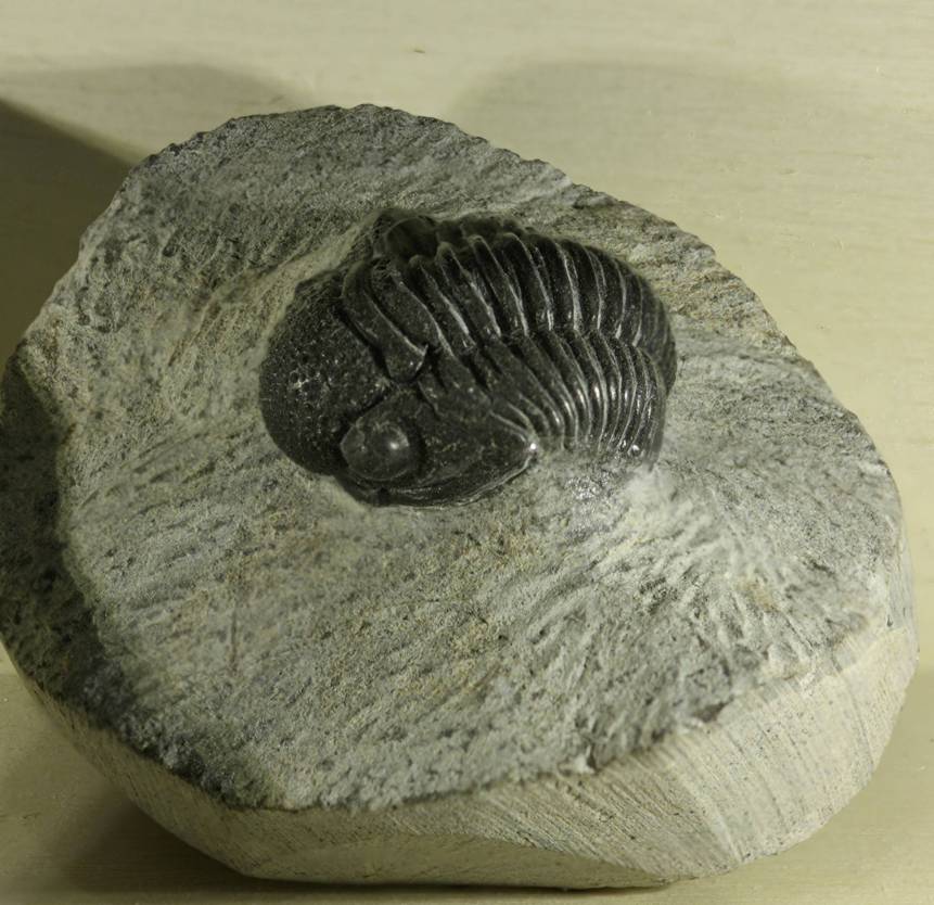 Identificazione trilobite