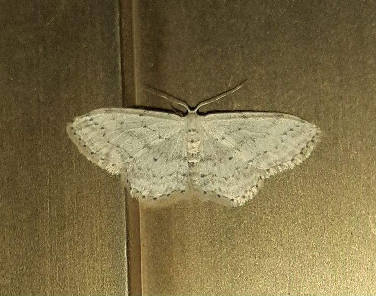 Idaea seriata?