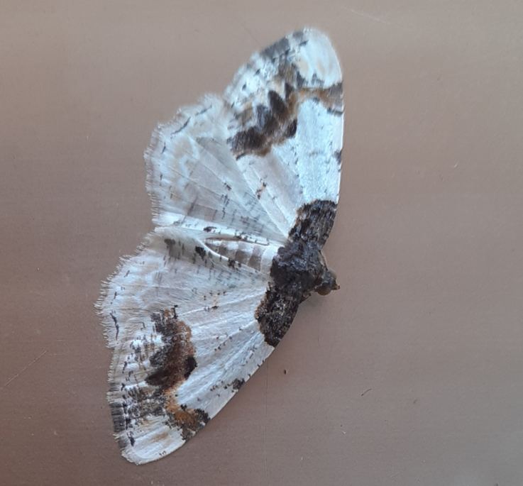 Conferma Ligdia adustata.