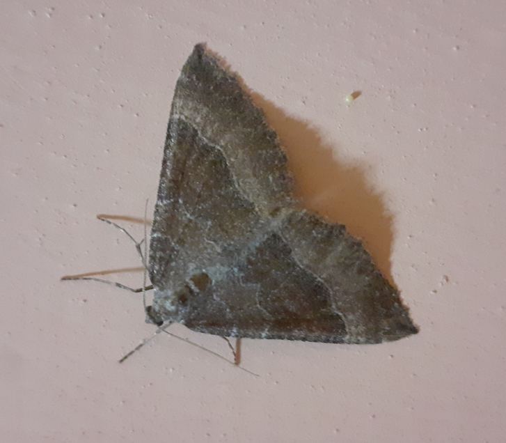 Credo Larentia clavaria