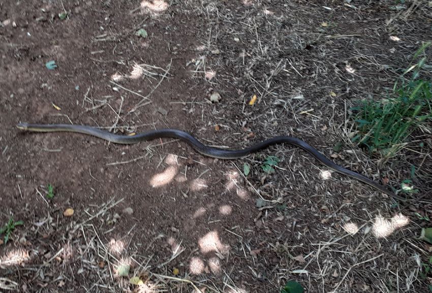 Zamenis longissimus?