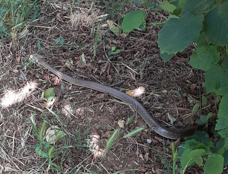 Zamenis longissimus?