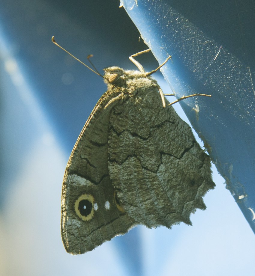 Hipparchia syriaca?