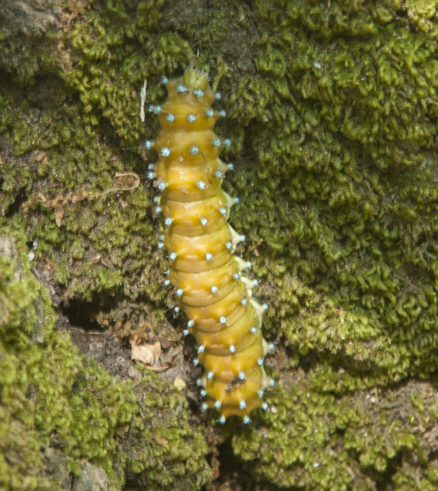 Conferma bruco Saturnia pyri
