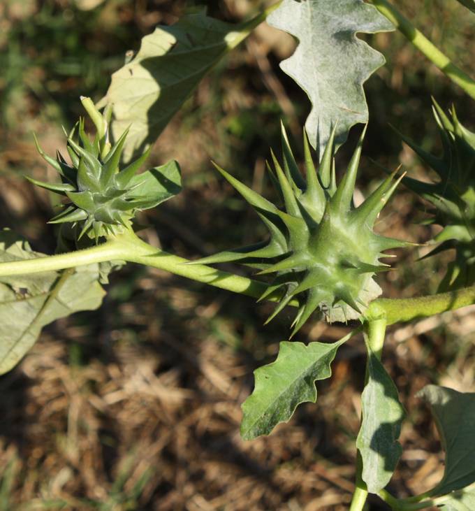 Datura ferox / Stramonio spinosissimo
