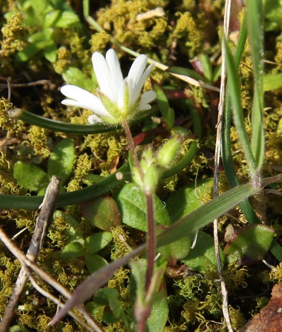 Cerastium ligusticum / Peverina ligure