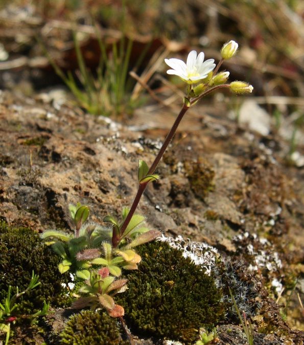 Cerastium ligusticum / Peverina ligure