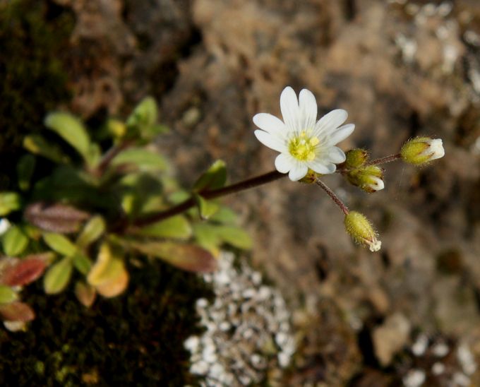 Cerastium ligusticum / Peverina ligure