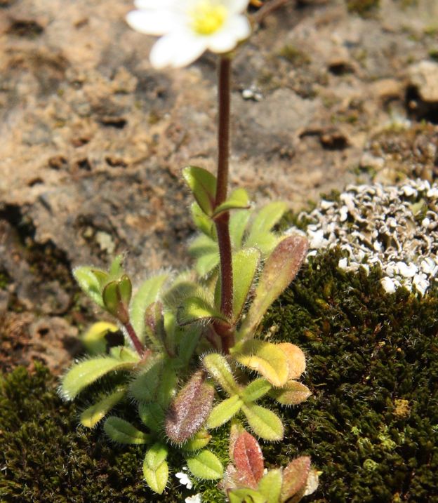 Cerastium ligusticum / Peverina ligure