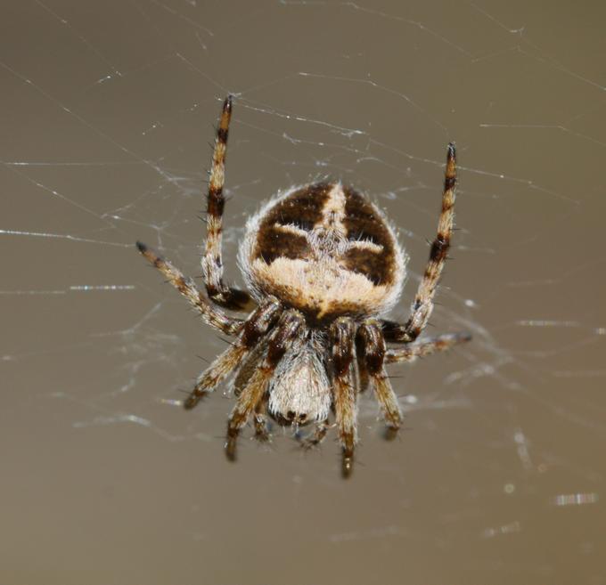 Giovane A. diadematus? No. Agalenatea redii - Soriano (VT)