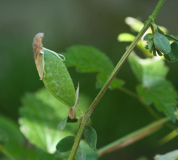 Vicia hybrida / Veccia ibrida