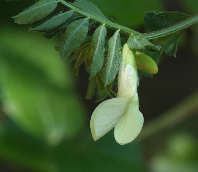 Vicia hybrida / Veccia ibrida