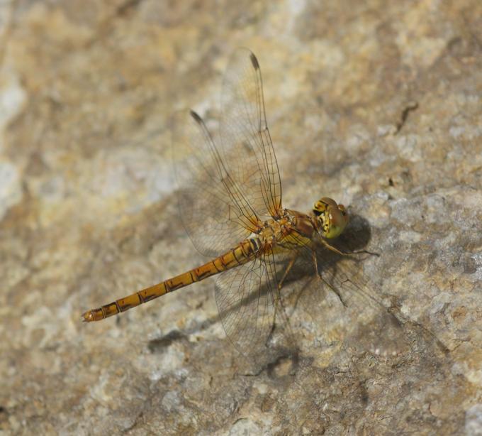 Sympetrum striolatum?