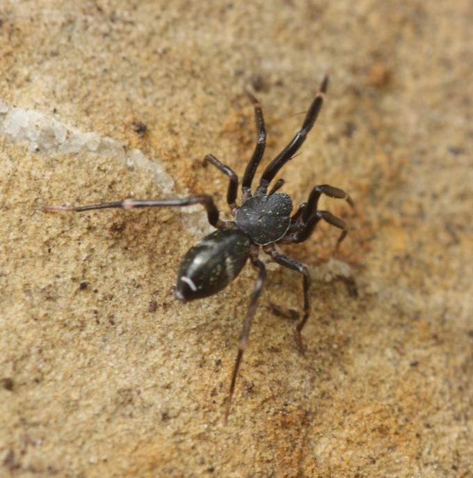 Gnaphoside? No. Liophrurillus flavitarsis - Monterano (RM)