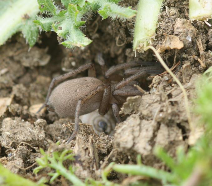 Drassodes sp. - Monterano (RM)