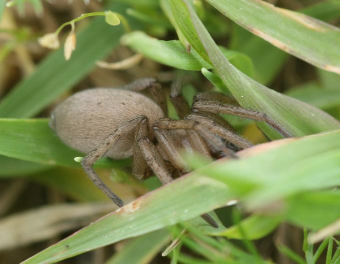 Drassodes sp. - Monterano (RM)