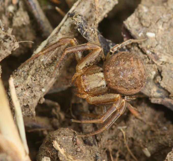 Xysticus sp. - Monterano (RM)