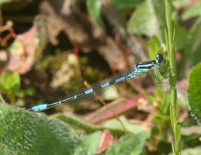 Coenagrion?