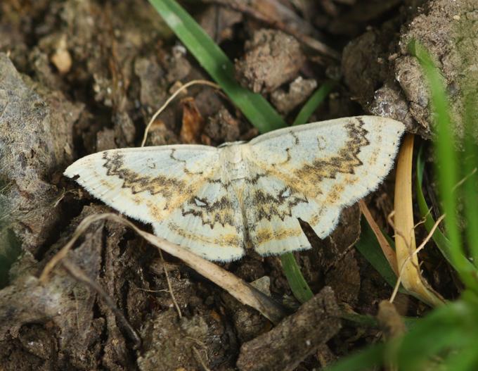Cyclophora annularia?