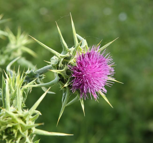 Silybum marianum / Cardo mariano