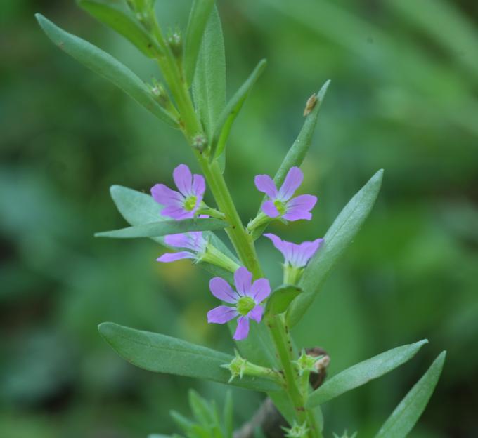 Lythrum hyssopifolia / Salcerella con foglie d'' Issopo