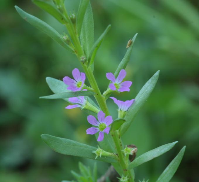 Lythrum hyssopifolia / Salcerella con foglie d'' Issopo