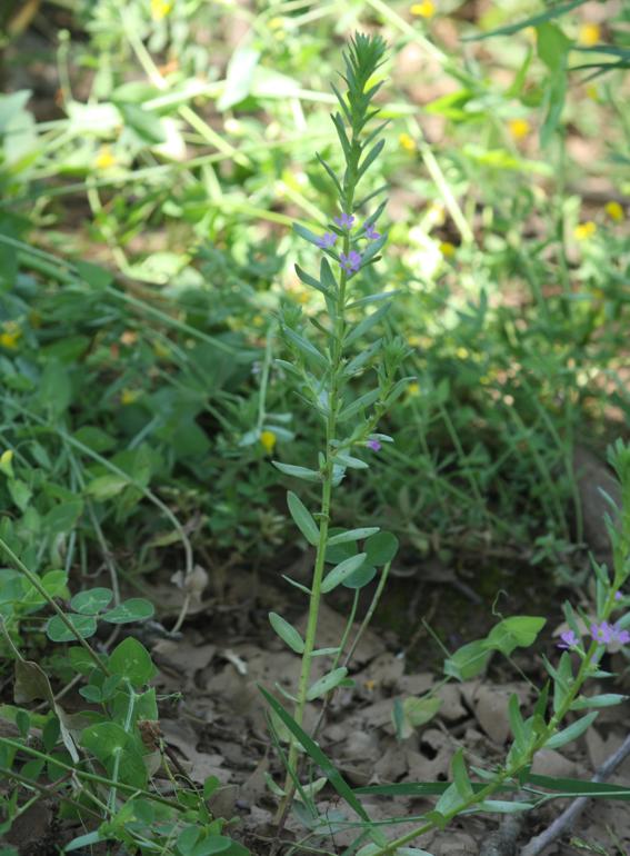 Lythrum hyssopifolia / Salcerella con foglie d'' Issopo