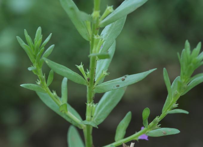 Lythrum hyssopifolia / Salcerella con foglie d'' Issopo