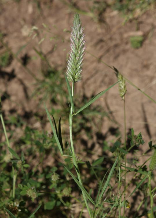 Trifolium angustifolium  (Fabaceae)