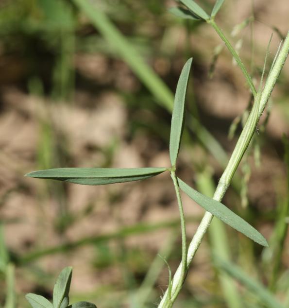 Trifolium angustifolium  (Fabaceae)