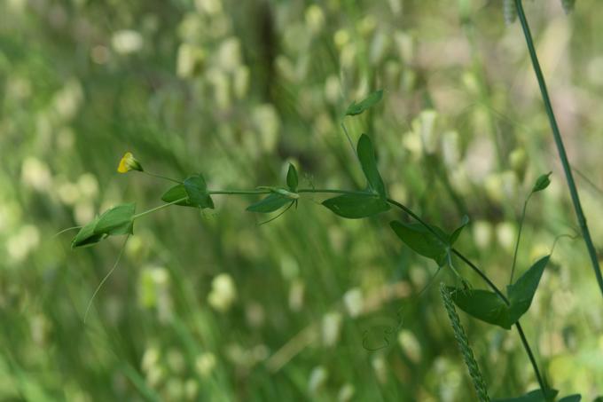 Lathyrus aphaca / Cicerchia bastarda