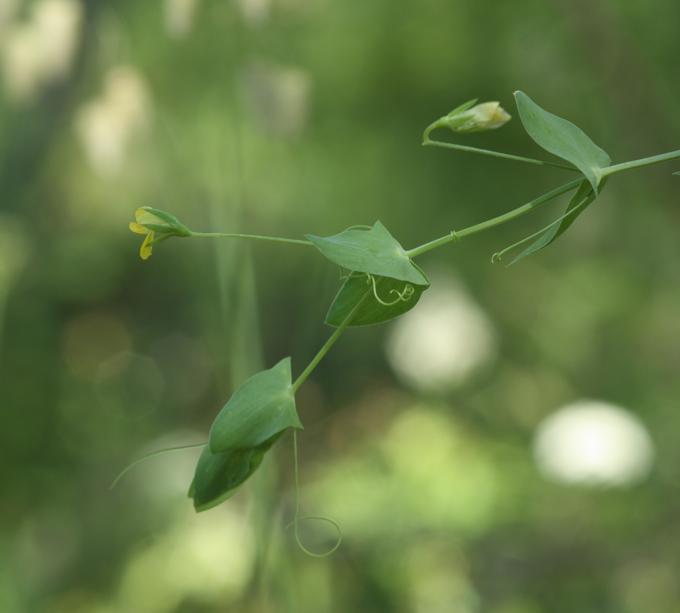 Lathyrus aphaca / Cicerchia bastarda