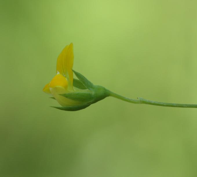 Lathyrus aphaca / Cicerchia bastarda