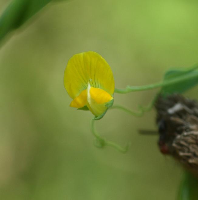 Lathyrus aphaca / Cicerchia bastarda