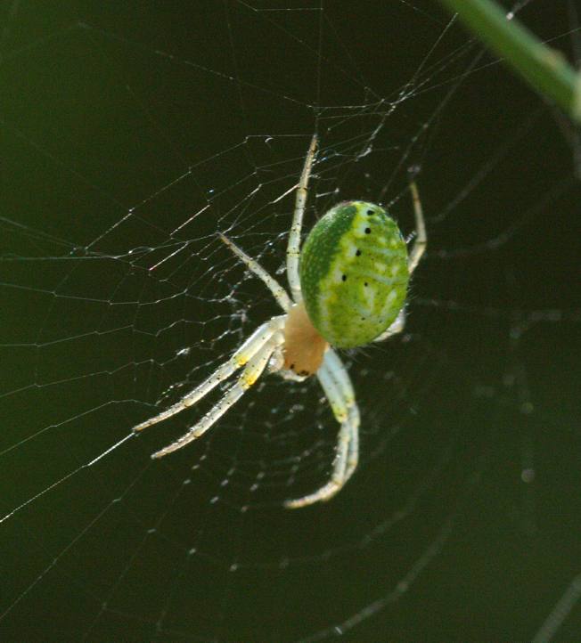 Araniella sp. - Bomarzo (VT)