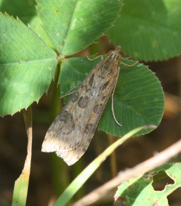 Nomophila noctuella? S