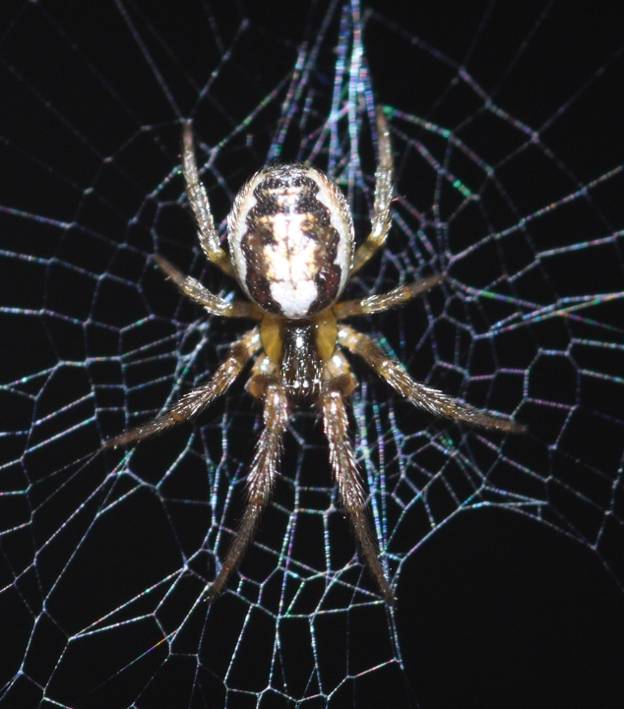 Pu essere Hyposinga sp.? No. Zygiella sp. - Vignanello (VT)