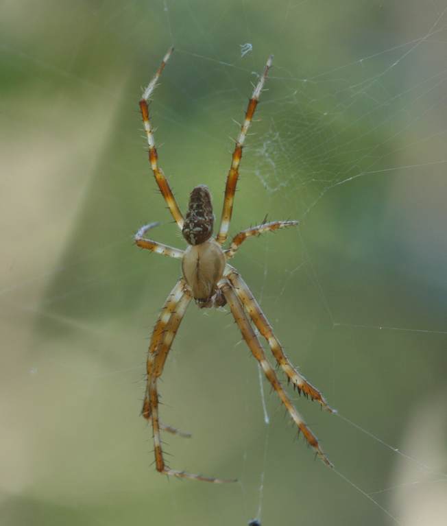 Tetragnathidae? No. maschio di A. diadematus - Soriano (VT)